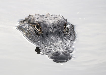 aligator, zwierząt, rozmycie, szczelnie-do góry, Krokodyl, niebezpieczeństwo, oczy