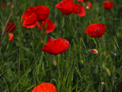 poppies, field of poppies, klatschmohnfeld, klatschmohn, poppy flower, poppy, red poppy