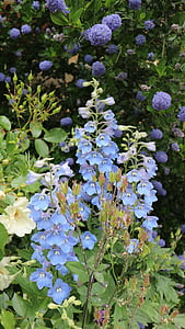 flores, azul, Inglaterra, flor, naturaleza, planta, púrpura