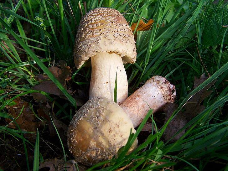 mushroom, amanita phalloides, nature