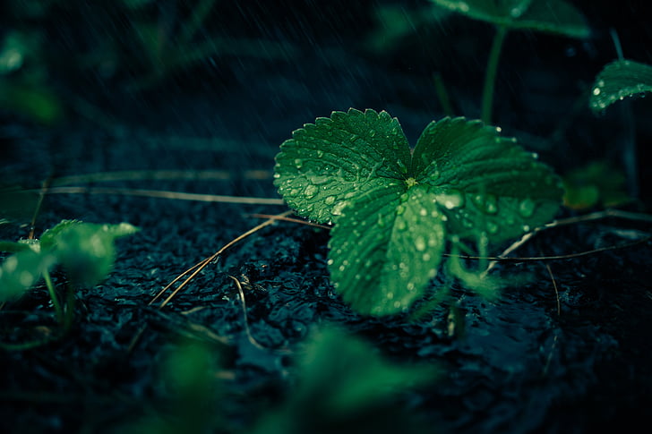 plant, leaves, green, water, rain, forest, woods