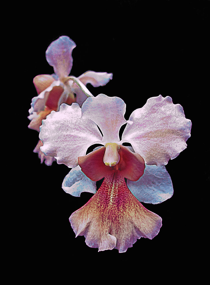 orhideja, izolirani, cvet, bela, narave, roza, eksotične