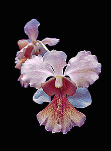orhidee, izolat, floare, alb, natura, roz, exotice