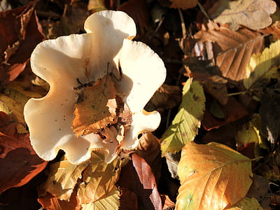 podzim, houby, zahrada, houby, Les