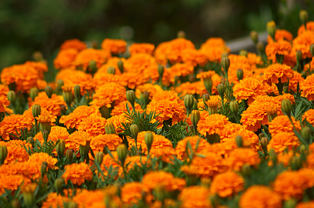 kvety, rastlín, Zavrieť, letné kvety, Orange
