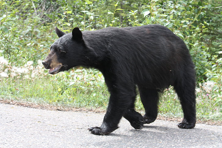 Černý medvěd, medvěd, Jasper, Alberta, Kanada, zvířata, dálnice 93a