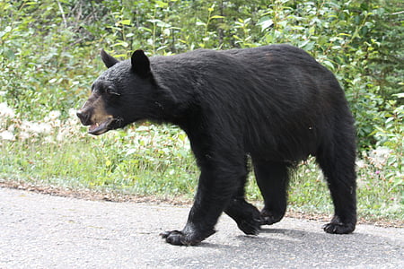 black bear, bear, jasper, alberta, canada, animals, highway 93a