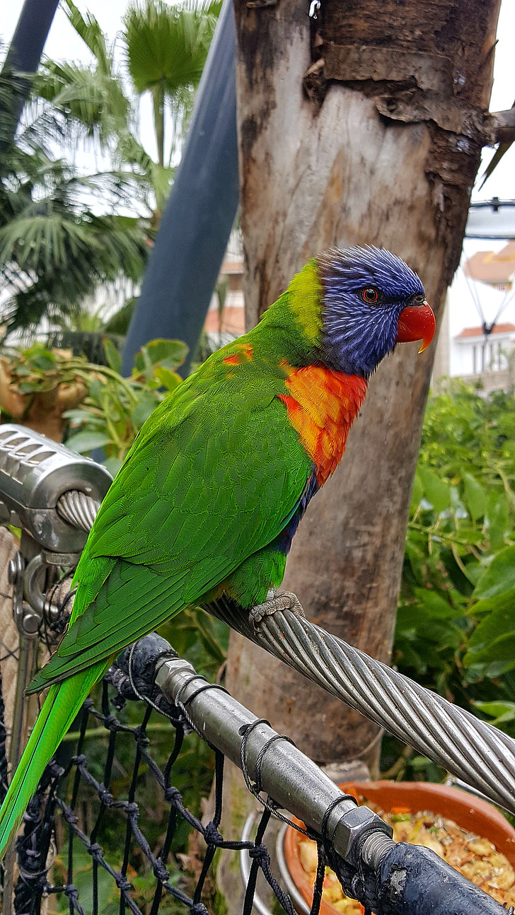 parrot, canary islands, animal world, bird, tenerife, birds, colorful