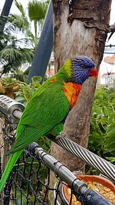 parrot, canary islands, animal world, bird, tenerife, birds, colorful