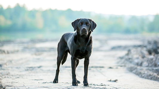Labrador, chien, en plein air, vue, Portrait, animal, animal de compagnie