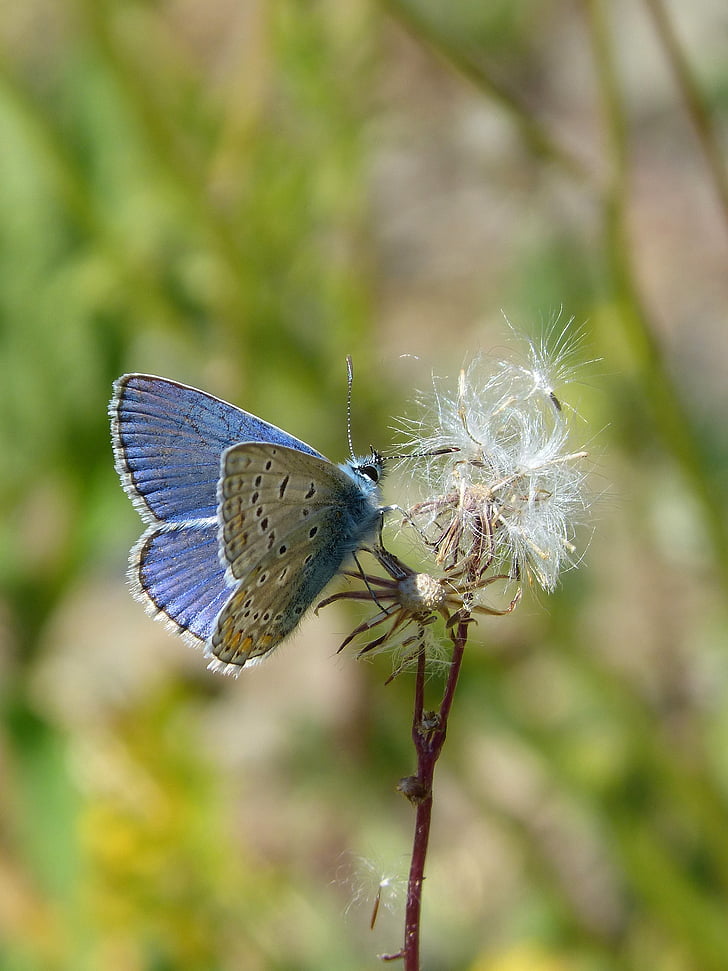 modrý motýl, blaveta farigola, pseudophilotes panoptes, motýl, hmyz, jedno zvíře, zvířecí motivy
