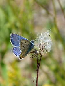 blauer Schmetterling, Blaveta die farigola, Pseudophilotes panoptes, Schmetterling, Insekt, ein Tier, Tierthema