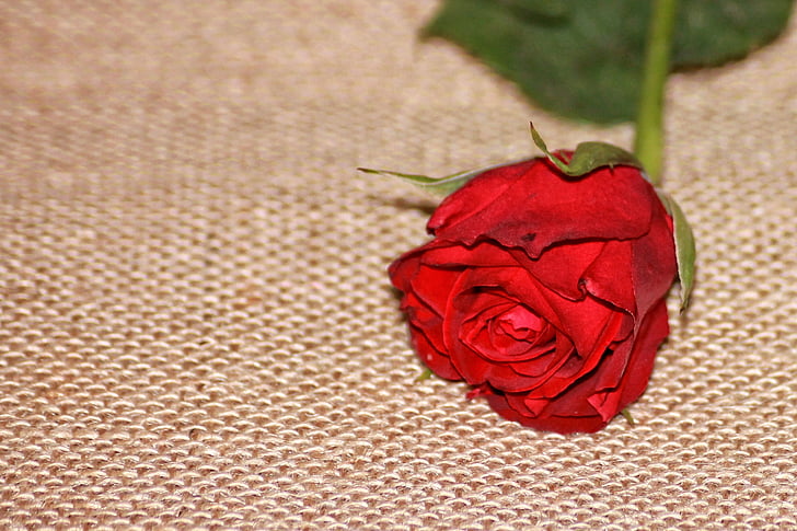 τριαντάφυλλο, κόκκινο, κόκκινο τριαντάφυλλο, άνθος, άνθιση, λουλούδι, αυξήθηκαν οι ανθίσεις