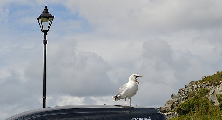 Fiskmåsen, fågelsång, Cornwall, lyktstolpe, St ives, ringa, bil