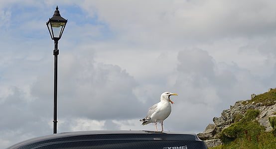 sea gull, bird song, cornwall, lamp post, st ives, calling, car