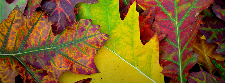 rudens, krāsas, atstāj, sezonas, Leaf, daba, dzeltena
