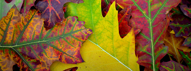 jeseni, barve, listi, sezona, listov, narave, rumena