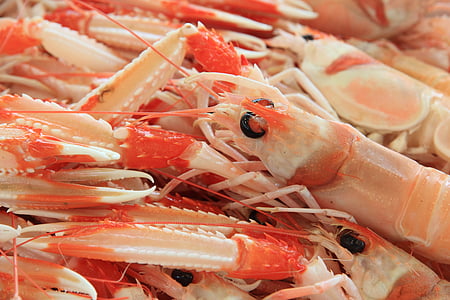 italy, sardinia, alghero, seafood, shrimps, harbour, market