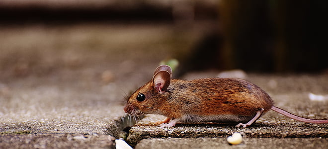 mouse, rodent, cute, mammal, nager, nature, animal