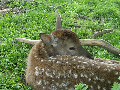 animals, cabirol, Bambi, animal, mamífer, natura, vida silvestre