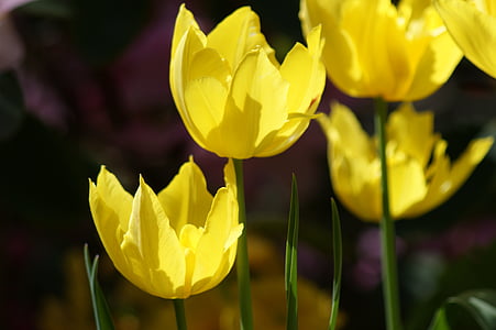 Tulip, jaune, fleurs, printemps, floral, nature, Blossom