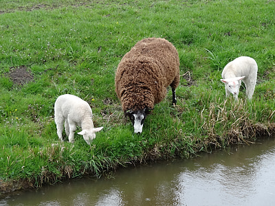 lamm, lammen, fåren, våren, naturen, djur, däggdjur