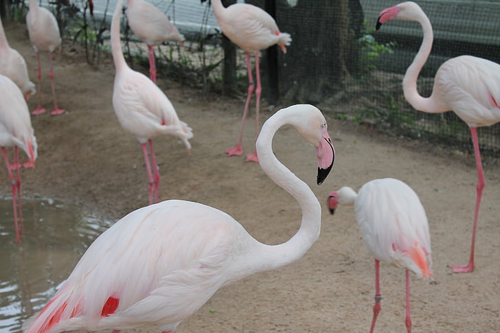 птици, Фламинго, розово Фламинго