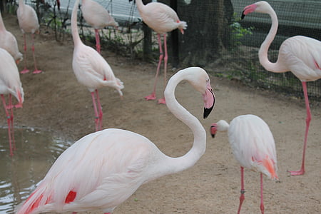 ptaki, Flamingo, różowe flamingi