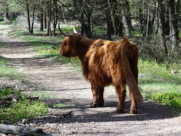 highlander écossais, Highlander, viande bovine, nature, vaches, boeufs, paysage