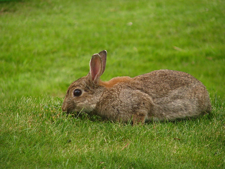 rabbit, meadow, nager, brown
