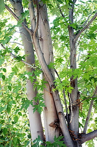 arbre, branches, feuilles, vert, Direction générale de la, nature, blanc