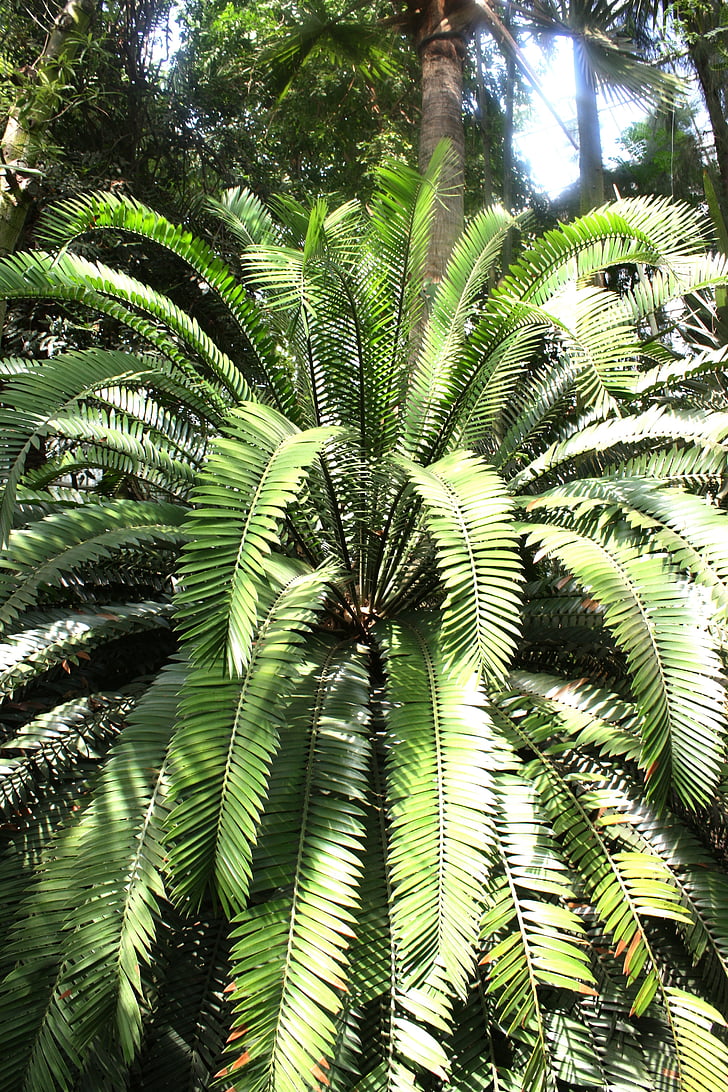 palma, plant, foliage, green, konary, tree, wild