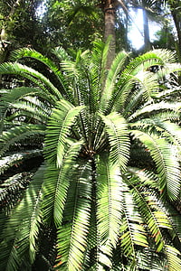 Palma, növény, lombozat, zöld, konary, fa, vadon élő