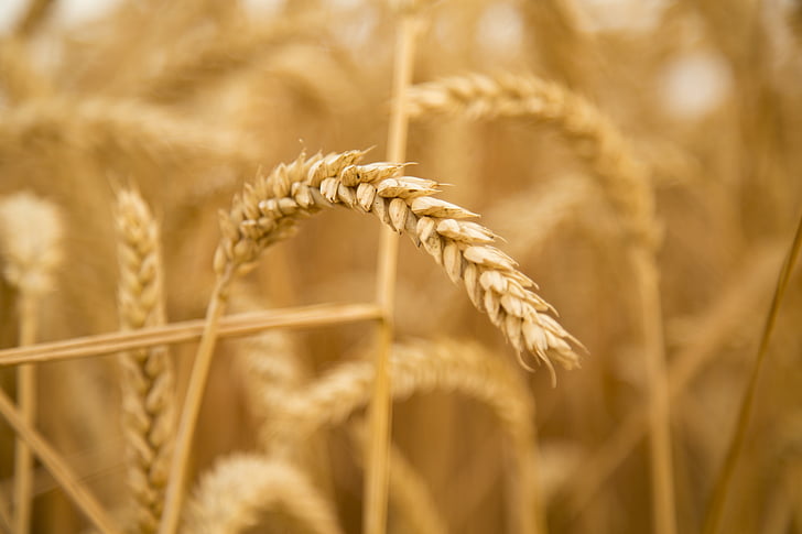 pšenice, Západ slunce, sklizeň, ovoce fakt, 飽 plné, zemědělství, Oříznout