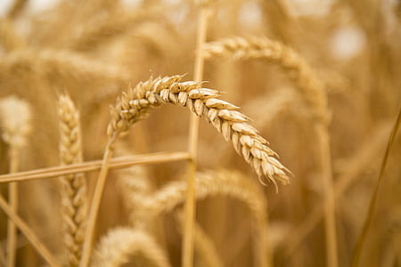 小麦, 日落, 收获, 果子事实, 飽全, 农业, 作物