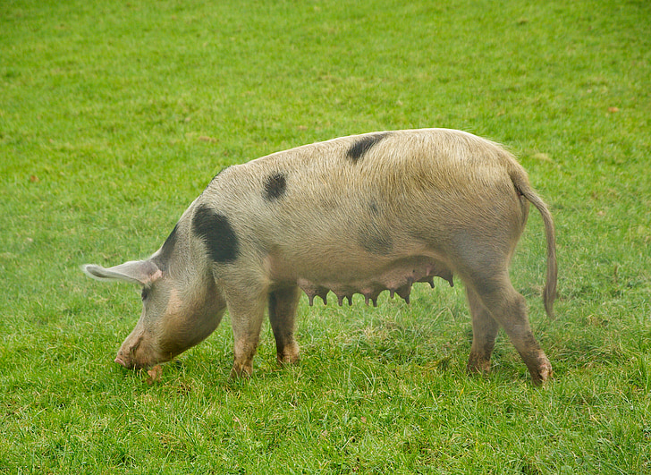 carne de porco, porca, criação de animais
