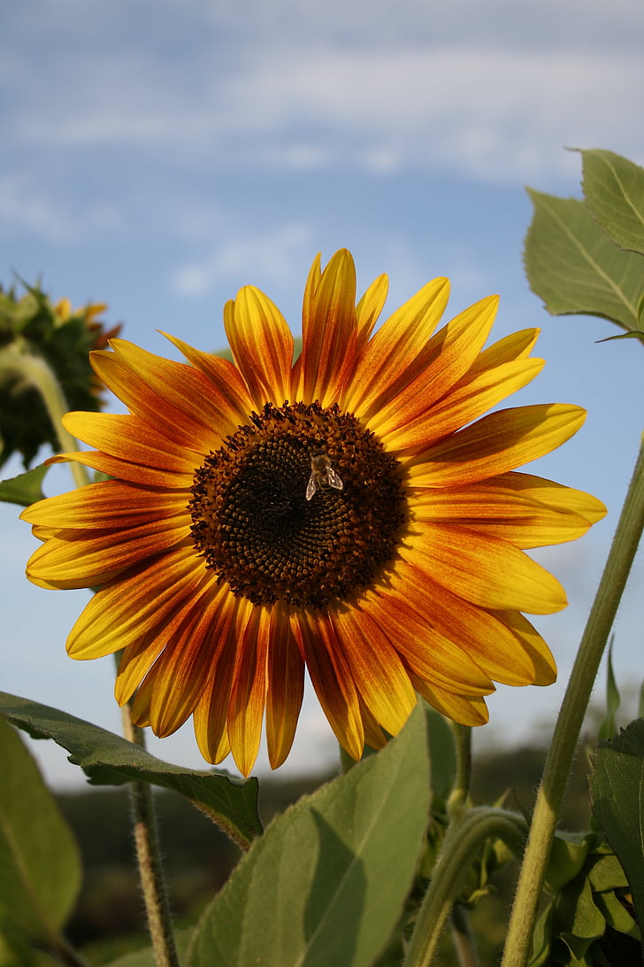 sunflower, bee, flower, nature, yellow, summer, plant