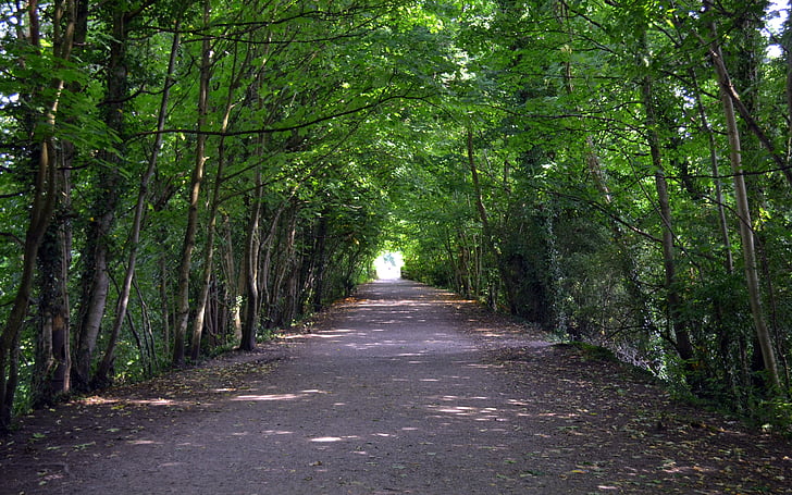 árvores, túnel, caminho, luz, lake district, Cumbria, Inglaterra