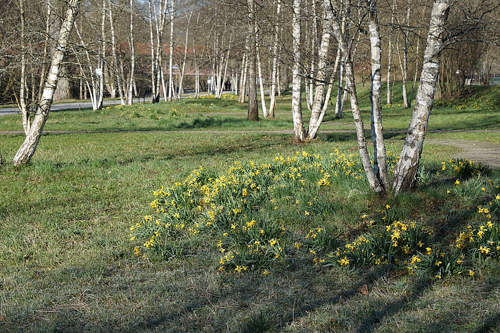 Birch, Taman, alam, hijau, Tuttlingen, musim semi