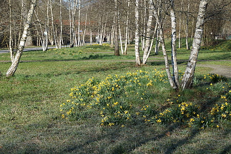 자작나무, 공원, 자연, 그린, tuttlingen, 봄