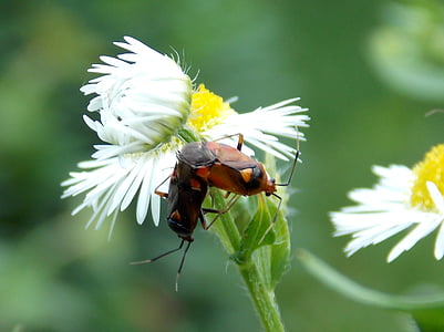 bugs, pairing, daisy, meadow, animals, flowers, insect