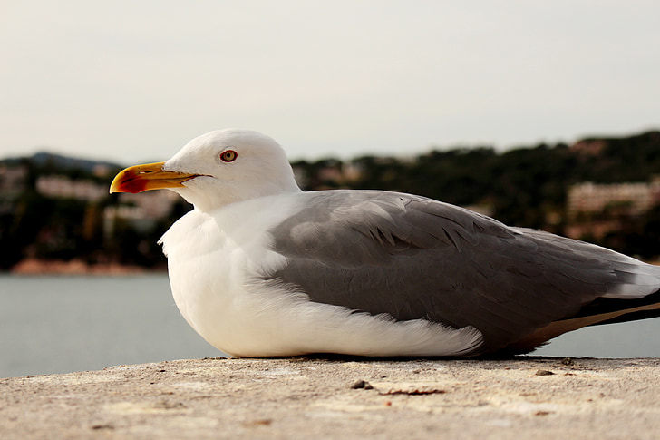 seagull, mediterranean, sea