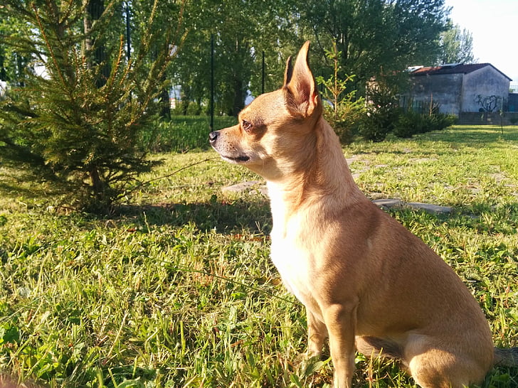 pes, seje, Chihuahua, akcije, stražar, preuči, profil