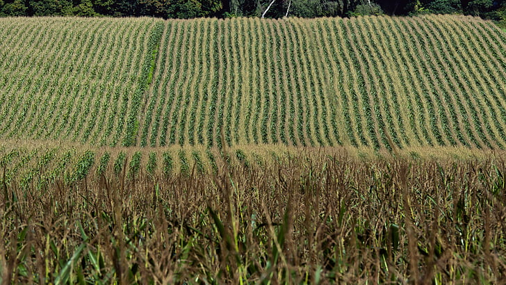 kukurica, úroda, pole, poľnohospodárstvo, kukuričnom poli, jeseň, kukuričný klas