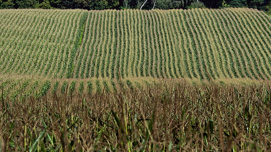 kukuruz, žetva, polje, Poljoprivreda, polje kukuruza, jesen, kukuruza na klip