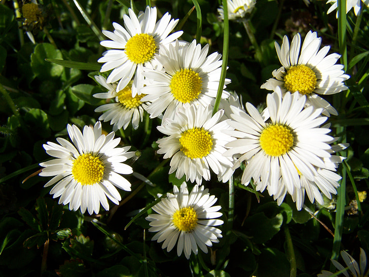 데이지, 하얀, 꽃