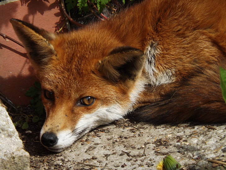 Fox, dier, dieren in het wild, rood bont, rode vos, zoogdier, natuur
