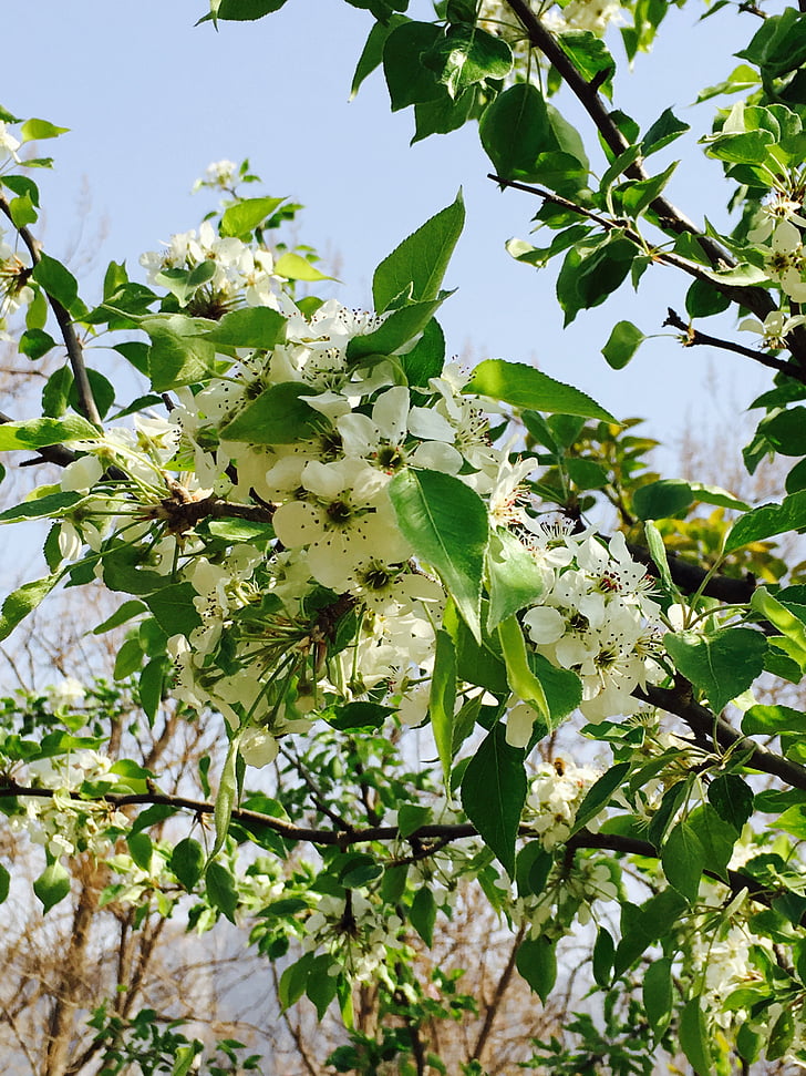 flor del cirerer, planta, Parc