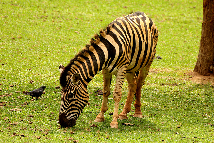 Zebra, zviera, pruhované, divoké, jesť trávu, pruhy, africký