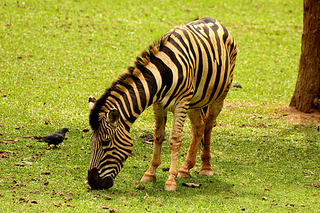 Zebra, dyr, stribet, vilde, spise græs, striber, afrikanske